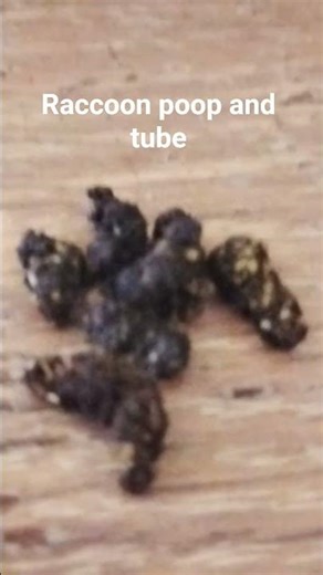 raccoon and ferret poop #poop #ferret #raccon