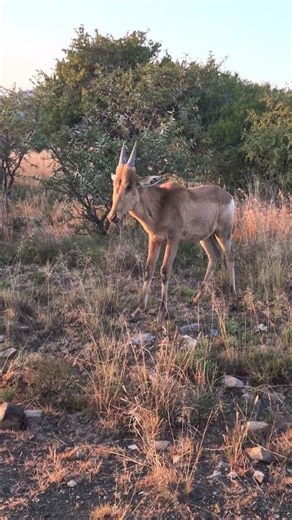 Young red hartebeest shakes and scratches in Mountain Zebra National Park, South Africa