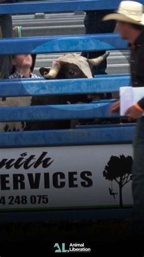 🐮 Take action: Call on the Eurobodalla Shire Council ('ESC') to terminate or publicly review the Rodeo Association of Moruya Inc's 5-year licence: https://www.al.org.au/moruya-rodeo-licence On New Year's Day 2023, Animal Liberation agents attended the Moruya rodeo event and lodged a formal complaint with RSPCA NSW detailing our allegations of animal cruelty with documented evidence. We then provided all Councillors with some of our footage, including visions of this steer who tore off most of h