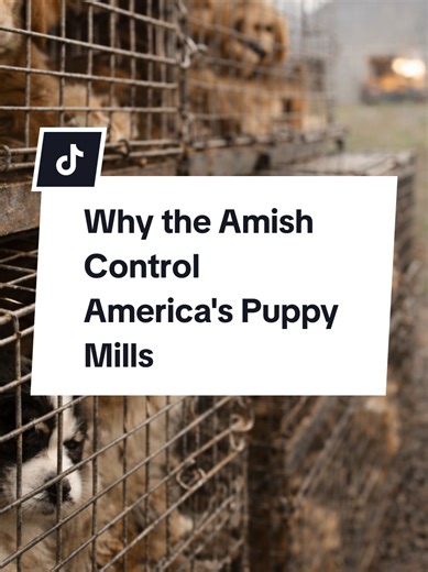 The Amish run most of America's puppy mills—and the system can't touch them. In Ohio, 98% of licensed breeders are Amish. In Indiana, 97%. One farmer sold 1,293 puppies for $290,000 despite repeated USDA violations dating back to 1992. Federal loopholes leave thousands unregulated. When states crack down, they relocate. The numbers don't lie. #AmishPuppyMills #PuppyMills #DogBreeding #Amish #AnimalWelfare