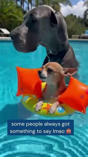 Tiny Dog in Floaties Steals the Pool 🐶🏊