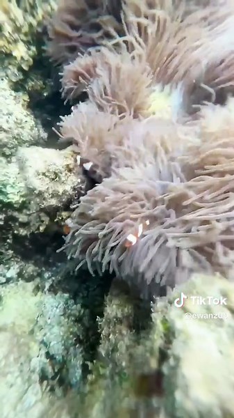 Finding Nemo@#🏝 #redangisland #nemopointredang #pulauredang #terengganu #malaysia #fyp #laut#cantik