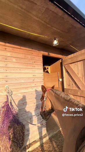 Exciting Showjumping Moments Captured with GoPro