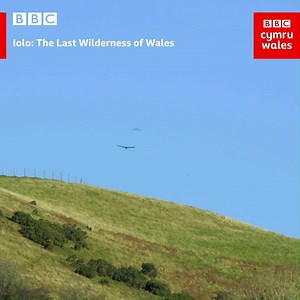 Wales' only golden eagle has now sadly passed away. Here's what happened when Iolo caught a glimpse of her last year. Iolo: The Last Wilderness of Wales Thursday 7.30pm BBC One Wales | BBC Cymru Wales
