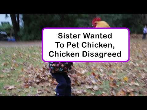 Funny Bird Moments That Prove They Have Zero Regrets
