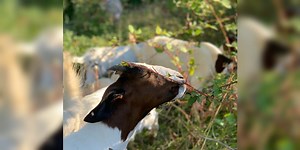 Saving your wine one bite at a time: Oregon winery uses goats to fend off wildfires