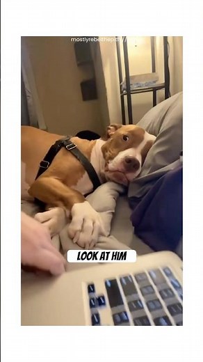 Dog Said No More Homework #dogs