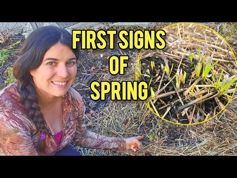 The First Signs of Spring in My Garden 🌱 #spring