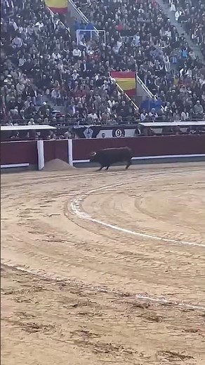 El primer toro de Conde de Mayalde se ha estrellado contra el burladero de salida en Las Ventas