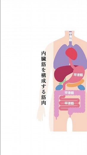 筋肉のはなし｜横紋筋・平滑筋・心筋｜片手間機能解剖【手力整体塾】 #整体スクール