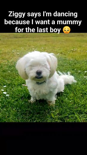 1.3K views | Our last Maltese Shih-tzu boy ready for adoption right now! Call or message for adoption details 0498820098 #puppylove #pup #puppy | The Good Country Kennel | Facebook