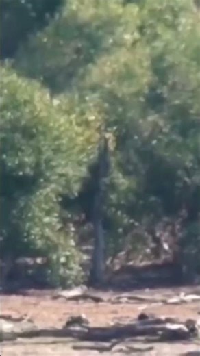 A pride of lions attacks another lion, #animals #lion #wildanimals