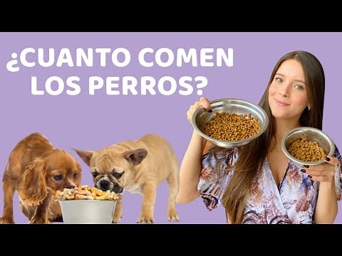 HOW MUCH DOES A PUPPY AND AN ADULT DOG EAT? | Feeding Guide - Lauvet