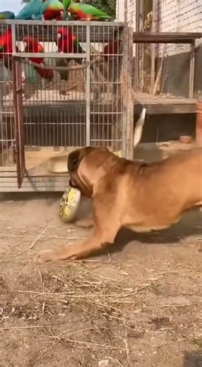 Brave Dog Protects Parrots From Huge Snake 🐕🐍#Dog #Rescue