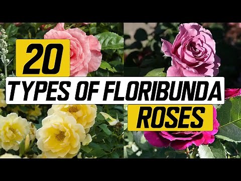 20 Types of Floribunda Rose - The Planet of Greens