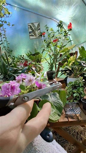 Streptocarpus aka Cape Primrose African violet kin Light - Bright indirect. I find they grow well under full spectrum grow lights and sitting about 2-3 feet from an east facing window. Water - Water when the leaves start to look droopy. Ideal temperature - 65-75 F Humidity - Enjoys higher humidity, around 55-75%. Add pebble tray or use humidifier if you don't have ample humidity. Fertilizer - Use balanced fertilizer at slight diluted strength once a month. Dead head your spent blooms and stems. 