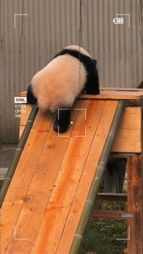 Panda Slide Fun 😂
