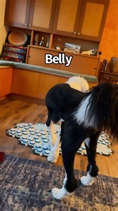 125K views · 5.9K reactions | In the early 90’s Alexandre Rossi conducted the first study with a dog using programmable buttons. She once met a guinea pig and said “food”. • • • #bigfeelings #feedme #bird #sosmart #dogsthattalk #hunger4words #smartdog #funnyreels | Whataboutbunny | Facebook