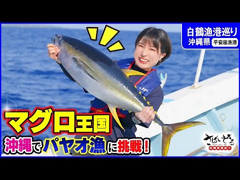 Head to the seas of Okinawa, the kingdom of tuna! All about "payao fishing" with late-night depar...