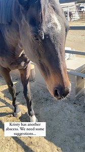 Kristy has routine abscesses in her front feet. These are very painful. Her hoof quality is improving but has a long way to go still. The further we get into the wet weather, the worse the abscess. We try to keep her feet try and have tried a stall but she hates that. Although this looks painful, it is something very treatable and she is on pain medications which make it almost disappear. She usually resolves within 3-4 days at most. What is the best abscess prevention that you have found? Note…
