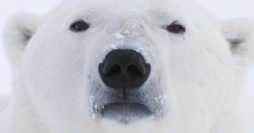 Polar Bear Cams | Polar Bears International