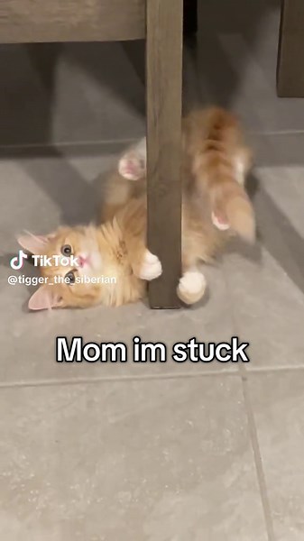 Silly Siberian Cat Adventures with Tigger