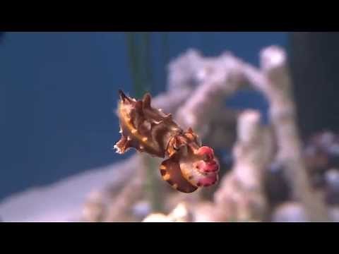 The Flamboyant Cuttlefish: A Living Kaleidoscope