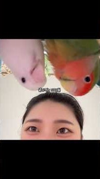 굴욕 없는 모란앵무 카메라 구도 ❤ #모란도란 #lovebird #앵무새 #parrot #모란앵무