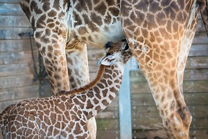 Houston Zoo's second baby giraffe named, makes debut