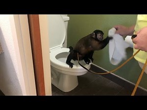 Capuchin Monkey USES TOILET, CLEANS HANDS, AND MORE!!