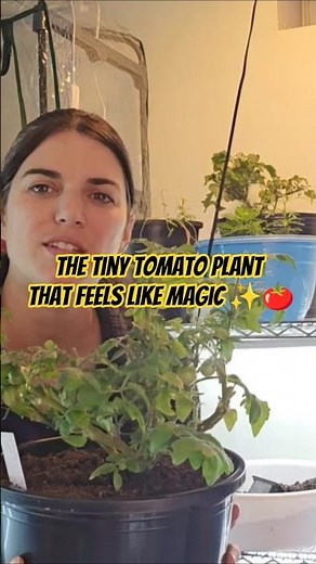 The Tiny Tomato Plant That Feels Like Magic ✨🍅 #indoorgardening