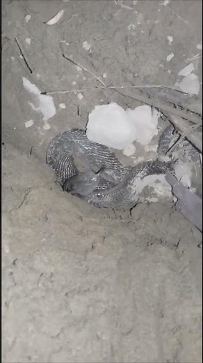 Most Venomous Snake Naja Naja | Indian Cobra