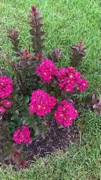 Crape Myrtle Blooming! #garden #gardening