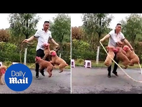 Impressive poodle foursome jump skipping rope in unison - Daily Mail