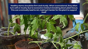 10 Signs You’re Overwatering Your Plants Without Realizing It