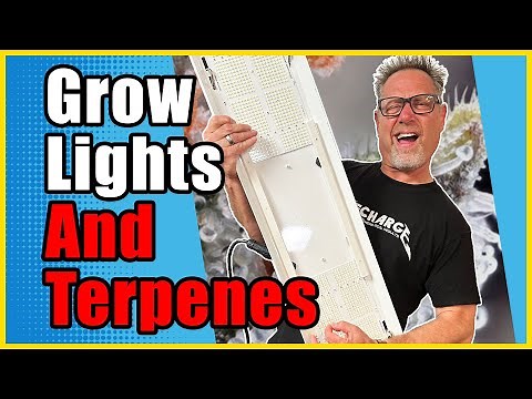 HPS vs. LED: Which Grows More Terpene-Rich Cannabis?