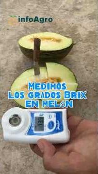 Medición de grados Brix en melón