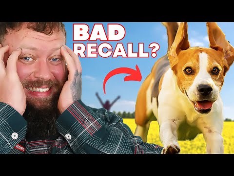 How To Stop Your Dog Running Away! - Perfect Recall