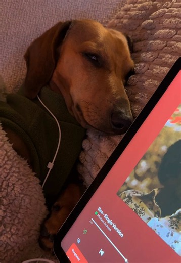 Video van bruno (@wienerdogbruno) over Ben