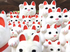 8.4K views · 76 reactions | Maneki neko origins: A temple dedicated to a furry savior! Join us as we head out to explore one location that is said to serve as the setting for one of the most popular maneki neko myths–Gotokuji Temple! For more information, read our article on INTO JAPAN: https://intojapanwaraku.com/EN/travel/20161027/4553 –Nana #Japan #Cat | Into Japan,Waraku magazine | Facebook