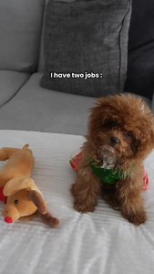 She really takes her job way too seriously 😅 #cavapoo_daily #cavapoo #puppies #cavapoos #puppielove #funnypup | Veronika Barabášová