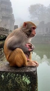 What Happen on Newborn that need to throw away in the water !002 #monkey #fblifestyle #abandoned #funny #sad #viral | Love Monkey