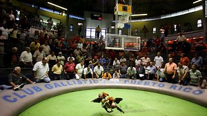 Puerto Rico intenta mantener la tradición de las peleas de gallos tras la entrada en vigor una ley federal de EE.UU. - CNN Video