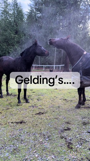 What I imagine they’re saying…. #rawr🦖 #geldingsoftiktok #horsetok #equestrian #HorseGirlLife