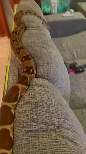 Herpin_Hippie on TikTok