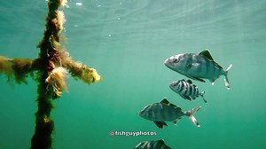A few banded rudderfish hanging out under a buoy outside of Shinnecock Inlet Southampton, NY Click HD for better video quality | Fish Guy Photos