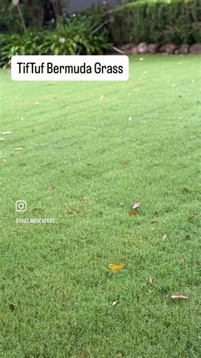 [TifTuf] Bermuda Grass aka Couch Grass available through Lawn Solutions Australia [Drought Tolerant]