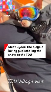 Ryder by name and by nature! Meet the 5-year-old Chihuahua and Miniature Fox Terrier mix who has made the journey down from Brisbane for the Tour Down Under with his owner Selina Green. #7NEWS | 7NEWS Adelaide