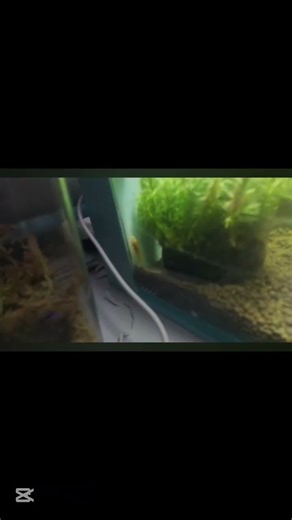 slapping fish meme #viral #meme #memes #memereset