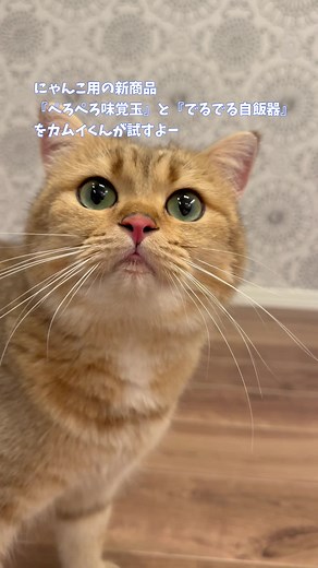 うちの子にTVCM出演のチャンスが！？ #でるぺろするよキャンペーン 開催！ 【応募方法】 ①ドギーマン公式TikTokアカウントをフォロー！ ②楽曲「でるぺろのうた」を選択！ ③音楽に合わせて、でるでる自飯器・ぺろぺろ味覚玉を楽しんでいる動画を撮影しよう！ ④#でるぺろするよキャンペーン をつけてTikTokに動画を投稿！ 優秀投稿はTVCMに採用されます！ たくさんのわんちゃん・猫ちゃんのご参加をお待ちしております！